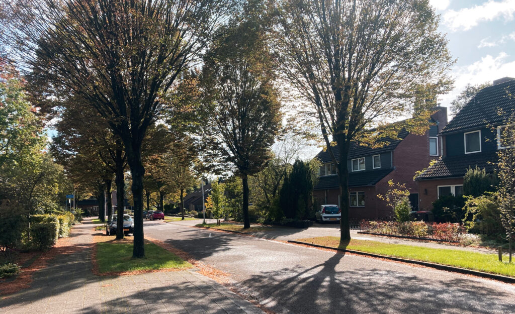 zonnige straat met bomen en huizen