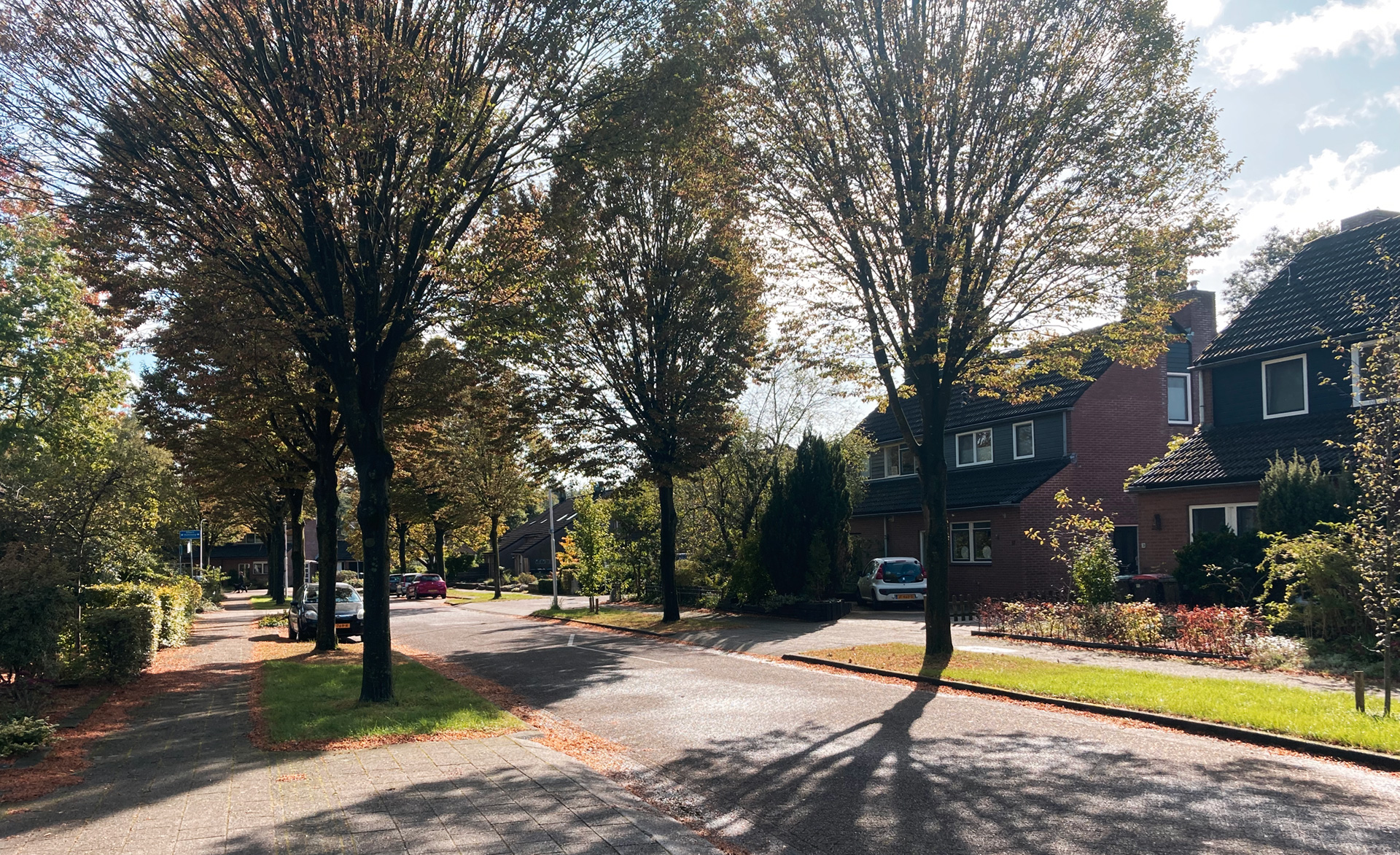 zonnige straat met bomen en huizen