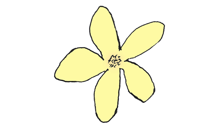tekening bloem van heggerank